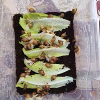 حلزون اچانیتا