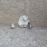 پنج عدد کبوتر پرشی|پرنده|نورآباد, |دیوار