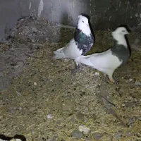 کبوتر|پرنده|پلدختر, |دیوار