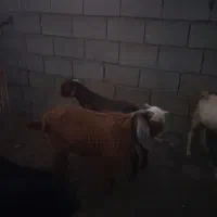 کهره نر|حیوانات مزرعه|میناب, |دیوار