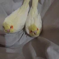 یه جفت عروس هلندی زعفرانی به شرط جوجه|پرنده|سبزوار, باهنر|دیوار