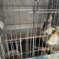 طوطی عروس هلندی