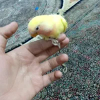 طوطی کوتوله