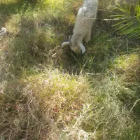 بز با کهره ۵ملیونو ۵۰۰|حیوانات مزرعه|جیرفت, |دیوار