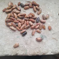 پاچی باقالی