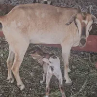 صومال با بچه ماد