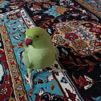 طوطی ملنگو نیمه اهلی