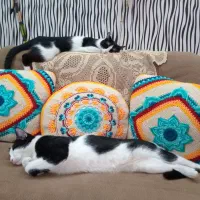 گربهDsh|گربه|تهران, امامت|دیوار