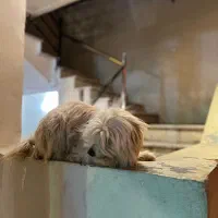 سگ شیتزو فوری