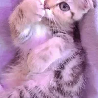 اسکاتیش فولد|گربه|یزد, |دیوار