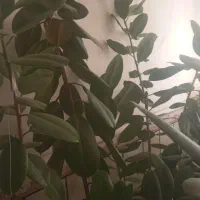 گلی طبیعی|گل و گیاه طبیعی|یاسوج, |دیوار