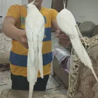 عروس هلندی