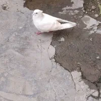 کبوتر پرنده|پرنده|دورود, |دیوار