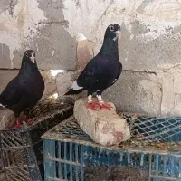کبوتر پلنگ سیاه نر ماده