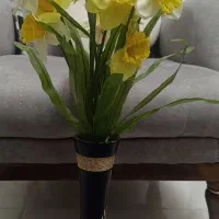 گل نرگس زیبا