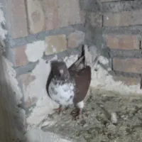 کبوتر پرشی تظمینی|پرنده|سراب, |دیوار