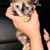 3توله گربه اسکاتیش+پرشین میکس