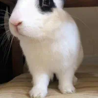 خرگوش نر اهلی به همراه قفس ووسایل