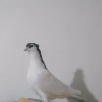 یال سیاه کاکلی پرنده