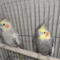 یه جفت عروس هلندی مولد به شرط جوجه