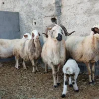 میش داشتی|حیوانات مزرعه|سامان, |دیوار