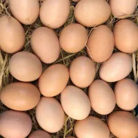 تخم مرغ محلی
