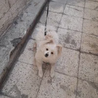 سگ پامر ۶ ماهه شناسنامه دار ۶ تومن|سگ|تهران, مطهری|دیوار