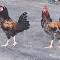 خروس جوان