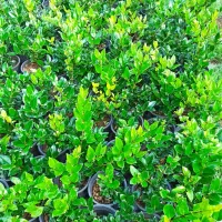 یاس هلندی|گل و گیاه طبیعی|رودسر, |دیوار