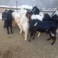 فروش کهره نر چاق|حیوانات مزرعه|لامرد, |دیوار