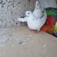 ۳۰ طوق کبوتر پرشی