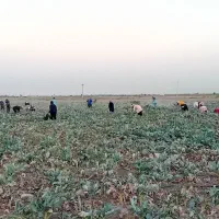 جذب کارگر ساده آقا و خانم جهت برداشت کلم بروکلی