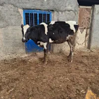 گاو گوساله تلیسه