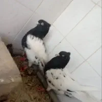 کبوتر|پرنده|زاهدان, |دیوار