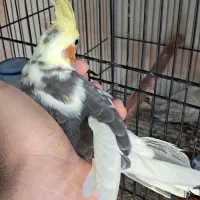 طوطی عروس تازه دونخور و سرلاکی