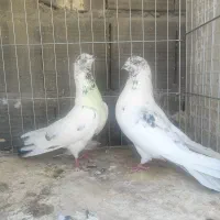 پرنده کاشان