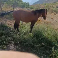 اسب نریون چهار قلم سفید