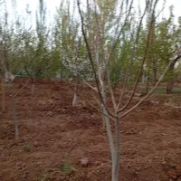 باغ در روستای فارفار