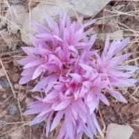 خریدار وام ازدواج