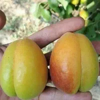 خرید بدون واسطه و مطمعن انواع ارقام نهال با کیفیت|خدمات باغبانی و درختکاری|شیراز, دارالرحمه|دیوار
