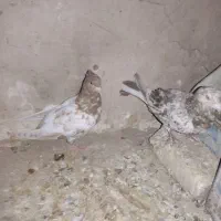 کبوتر|پرنده|تاکستان, |دیوار