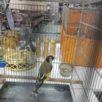 سهره نشون دار|پرنده|پاکدشت, پاکدشت (مامازند)|دیوار