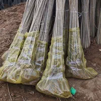 نهال صنوبرنیگرااصل|خدمات باغبانی و درختکاری|ماکو, |دیوار