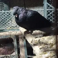 از شهرستان اشنویه