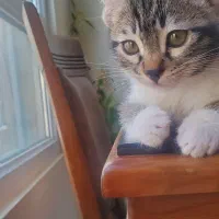 واگذاری رایگان