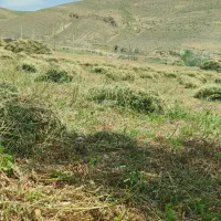 یونجه دیم ،6نیسان ،،1200باغ