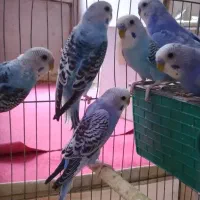 مرغ عشق|پرنده|گلستان (تهران), |دیوار