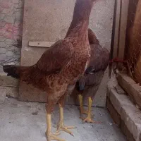 لاری اصیل شامو