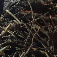خرید چوب ذغالی