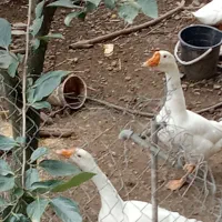 فروش یک جفت قوغاز لیندا
